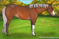 Horse Color:Silver Bay 