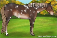 Horse Color:White Spotted Liver Chestnut Sabino 
