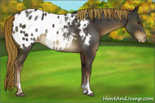 Horse Color:Liver Chestnut Sabino Appaloosa Rabicano 
