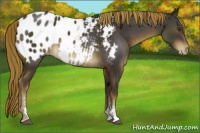 Horse Color:Liver Chestnut Sabino Appaloosa Rabicano 