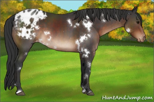 Horse Color:White Spotted Brown Sabino Appaloosa 