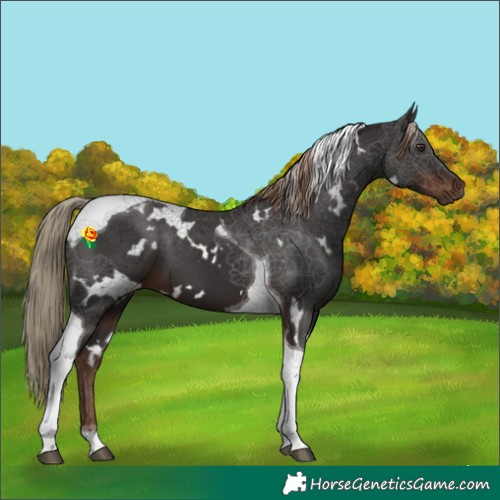 Horse Color:White Spotted Liver Chestnut Tobiano