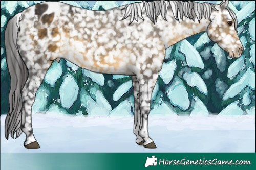 Horse Color:Buckskin Tobiano Snowflake Varnish