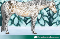 Horse Color:Buckskin Tobiano Snowflake Varnish 