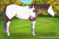 Horse Color:Nacre Liver Chestnut Splash Appaloosa 