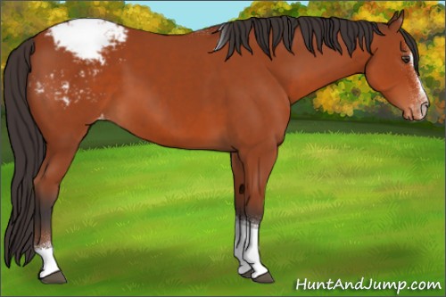 Horse Color:Brown Sabino Tobiano Appaloosa 