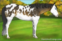 Horse Color:Brown Splash Appaloosa 