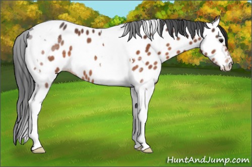 Horse Color:Brown Tobiano Near Leopard 
