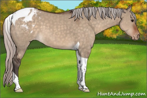 Horse Color:Silver Brown Dun Tobiano Appaloosa 