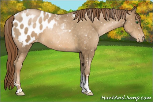 Horse Color:Smoky Black Pearl Tobiano Appaloosa 