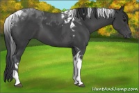Horse Color:Black Tobiano 