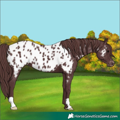 Horse Color:Chocolate Black Appaloosa 