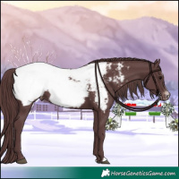 Horse Color:Chocolate Black Sabino Appaloosa Rabicano 