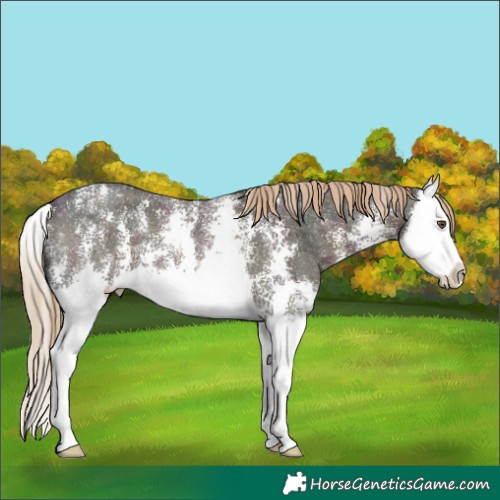 Horse Color:Midnight Chocolate Palomino Ice Sabino Splash 