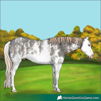 Horse Color:Midnight Chocolate Palomino Ice Sabino Splash 