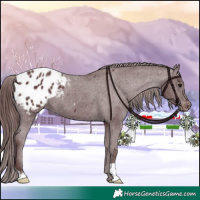 Horse Color:Chocolate Black Appaloosa 