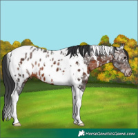 Horse Color:White Spotted Brown Ice Tobiano Appaloosa 