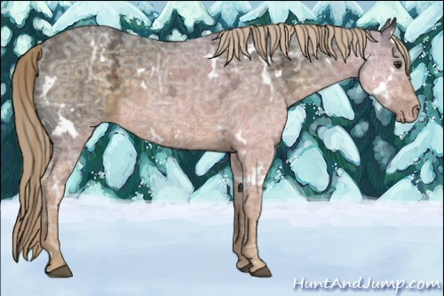 Horse Color:White Spotted Chocolate Palomino Ice