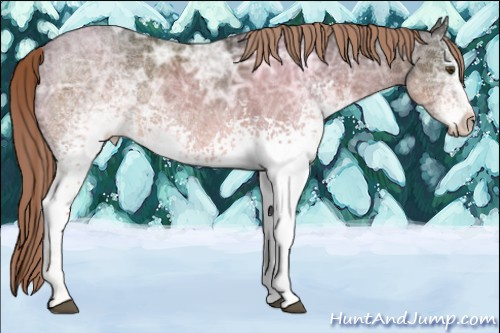 Horse Color:White Spotted Liver Chestnut Ice Rabicano 