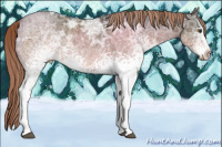Horse Color:White Spotted Liver Chestnut Ice Rabicano