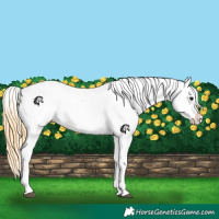 Horse Color:Smoky Grullo Roan Near Leopard