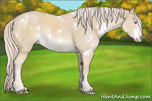 Horse Color:White Spotted Cremello 