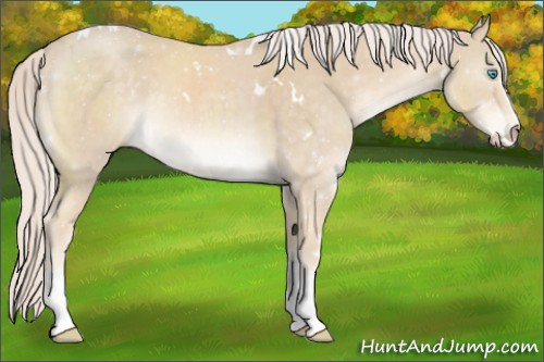 Horse Color:White Spotted Cremello 