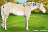 Horse Color:White Spotted Cremello 