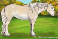 Horse Color:Cremello Sabino 