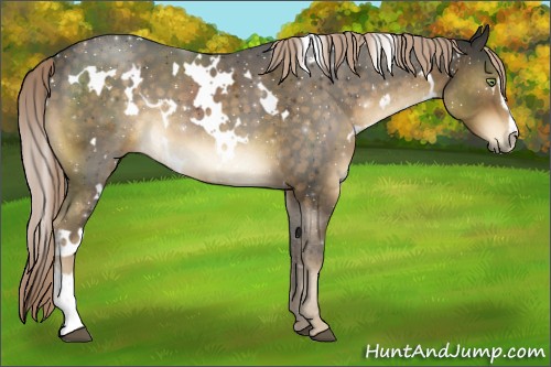 Horse Color:White Spotted Chocolate Palomino Sabino 