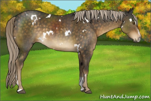 Horse Color:White Spotted Chocolate Palomino Sabino 
