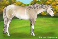 Horse Color:White Spotted Chocolate Palomino Pearl Sabino
