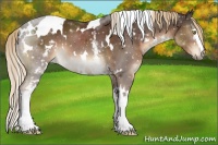 Horse Color:White Spotted Liver Chestnut 