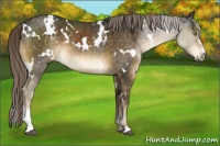 Horse Color:White Spotted Chocolate Palomino Sabino 