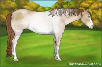 Horse Color:White Spotted Smoky Black Pearl Sabino 