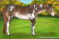 Horse Color:White Spotted Liver Chestnut 