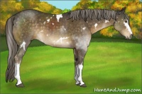 Horse Color:White Spotted Chocolate Palomino 