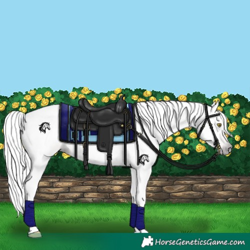 Horse Color:Gray Silver Amber Champagne Tobiano 