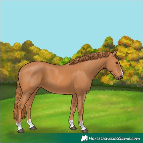 Horse Color:Chestnut 
