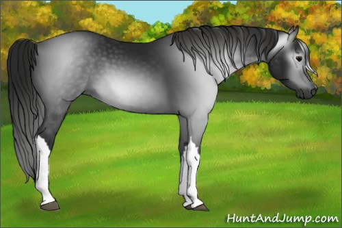 Horse Color:Gray Black
