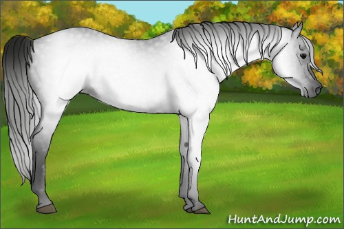 Horse Color:Gray Black 