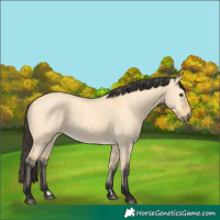 Horse Color:Buckskin Dun 