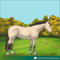Horse Color:Buckskin Dun 