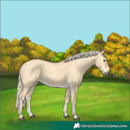 Horse Color:Palomino Dun 