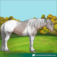 Horse Color:Brown Tobiano Appaloosa