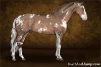 Horse Color:White Spotted Silver Brown Dun Splash