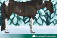 Horse Color:White Spotted Midnight Brown Dun Tobiano Rabicano 