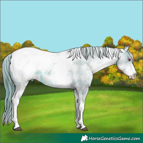 Horse Color:Plaid White Spotted Brown Chinchilla Snowcap