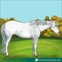 Horse Color:Plaid  White Spotted Brown Chinchilla Appaloosa 