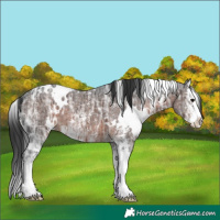 Horse Color:White Spotted Brown Ice Sabino Splash 